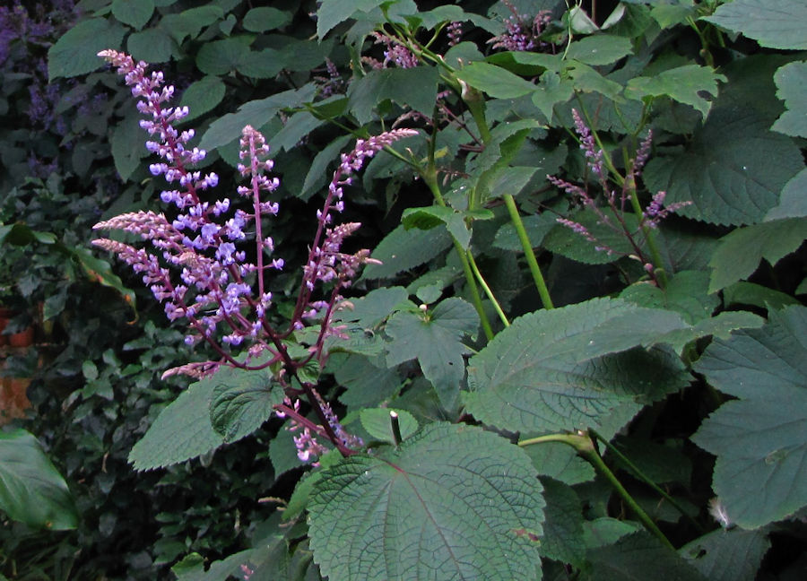 Plectranthus fruticosus